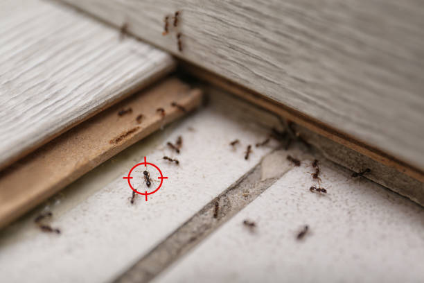 Best Exterminator Services  in Hanahan, SC