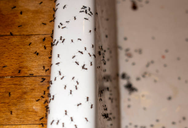 Best Wasp Removal Services  in Hanahan, SC